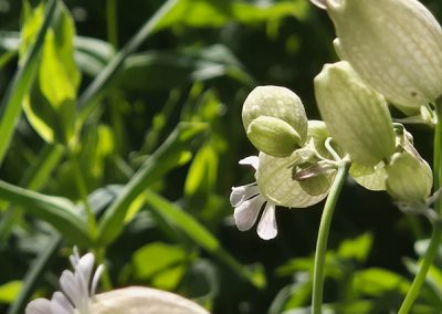Darbelin « Fleurs »